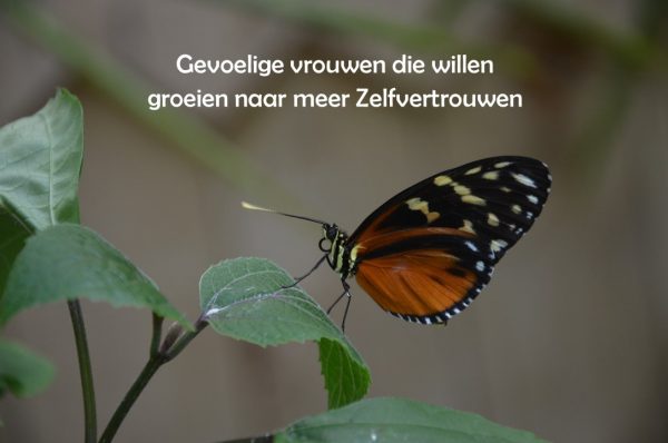 Omslagfoto nieuwe Community 1-1-2023